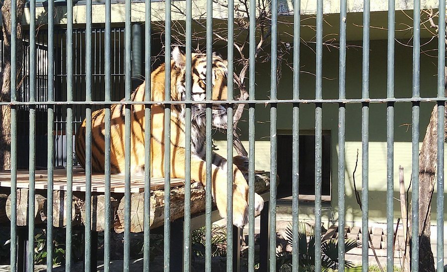 🦁 완파쿠 고치 동물랜드 (완파쿠 코우치 아니마루란도) 이미지 9